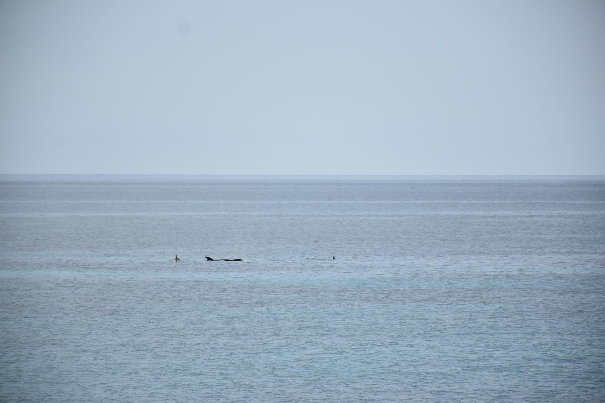 Delfines en  s'Espalmador