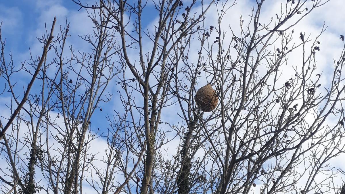 El niu de vespa asiàtica en un arbre a la carretera de Viladordis de Manresa