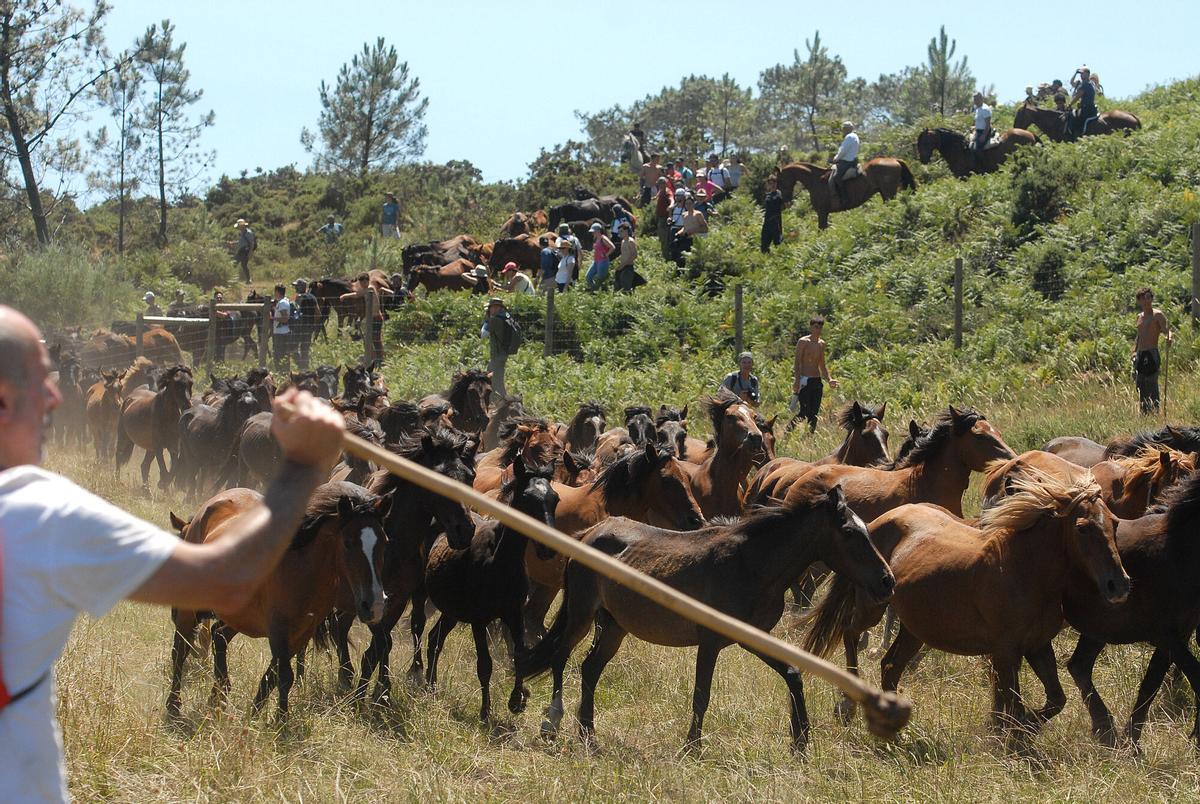 Rapa das Bestas de Sabucedo, A Estrada, 2026.