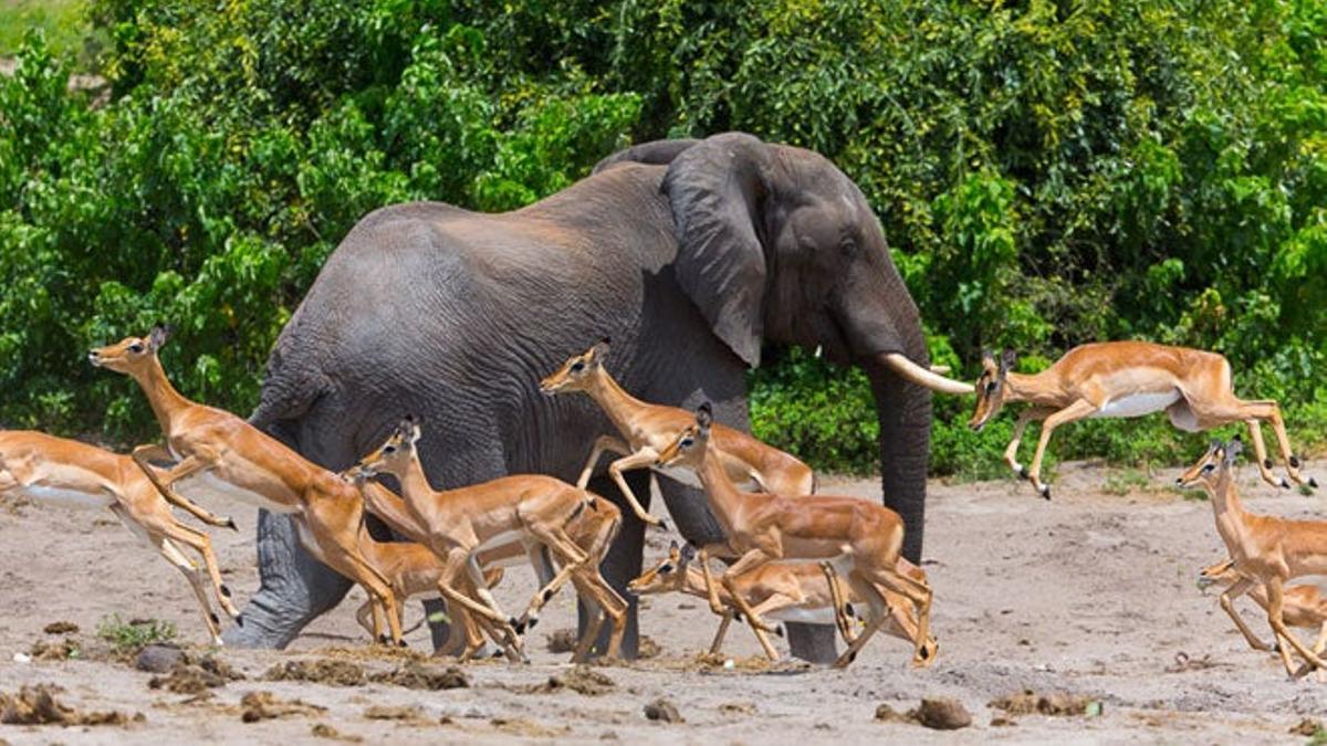 mayor número de fauna y sus depredadores