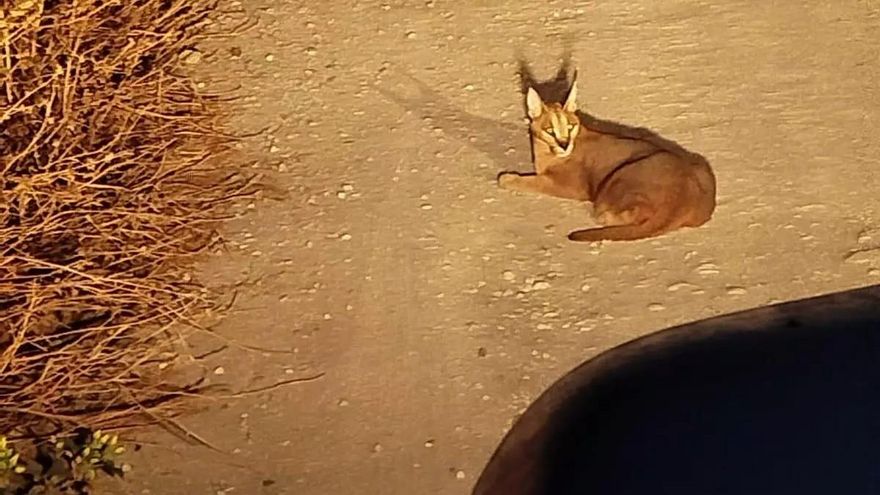 Rescatado un caracal que vagaba por los campos de Cádiz
