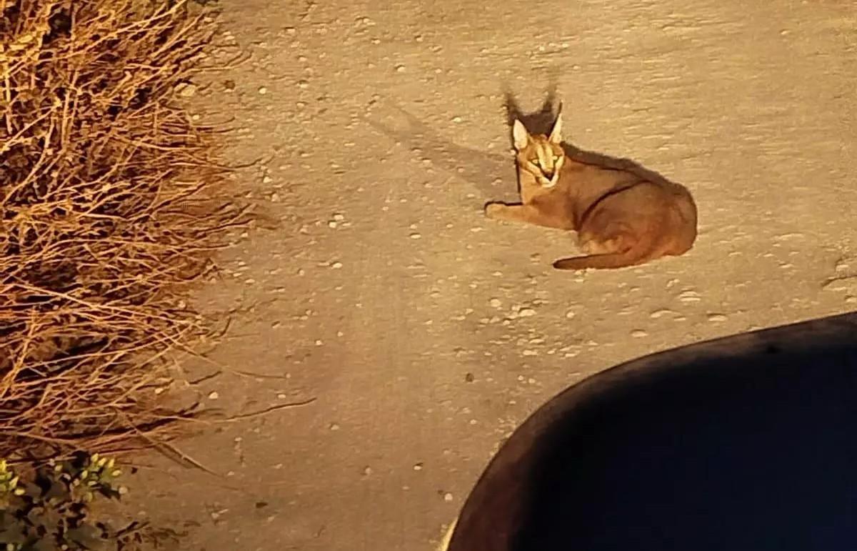 Caracal rescatado por el Seprona en Cádiz