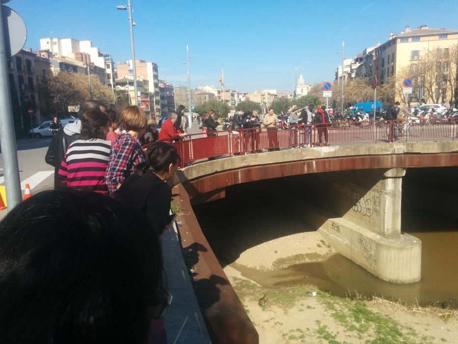 Una llúdriga a la Plaça Catalunya de Girona