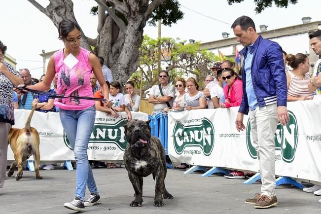 Celebración del I Certamen Nacional de perro ...