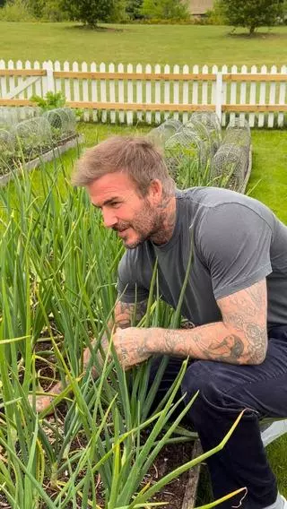 La nueva vida de David Beckham, exfutbolista profesional: colmenas, un huerto y más de cien árboles lejos del ruido de Londres