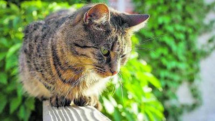 Un gato equilibrista