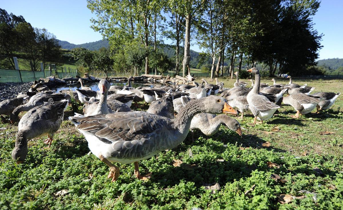 Ocas junto al estanque de su finca.