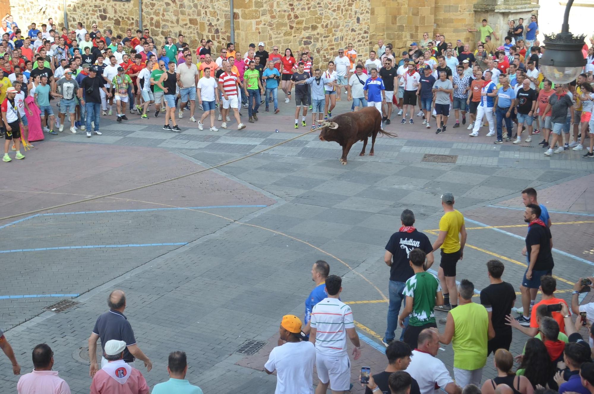 Así ha sido la carrera del torito Espléndido en Benavente