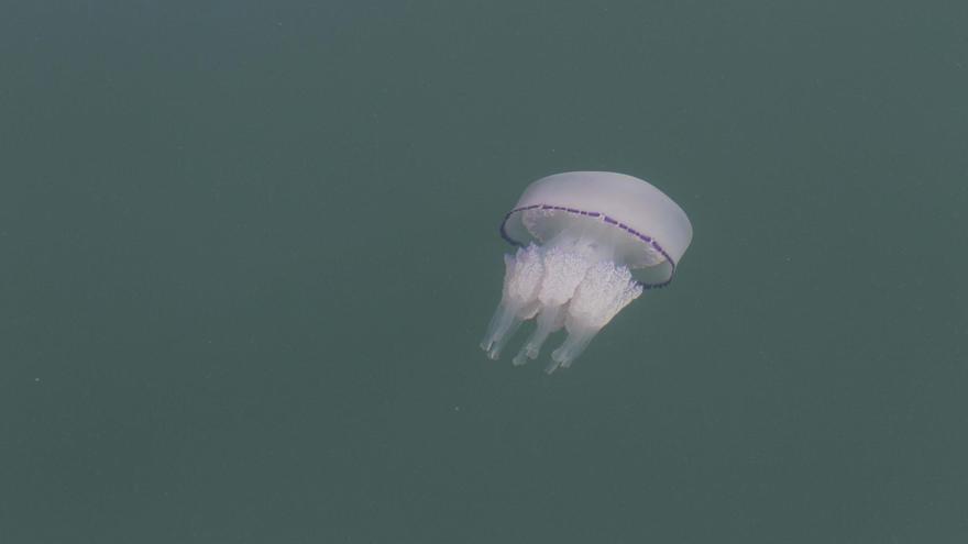 El Mar Menor tendrá la mitad de medusas que el año pasado