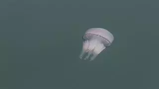 El Mar Menor tendrá la mitad de medusas que el año pasado