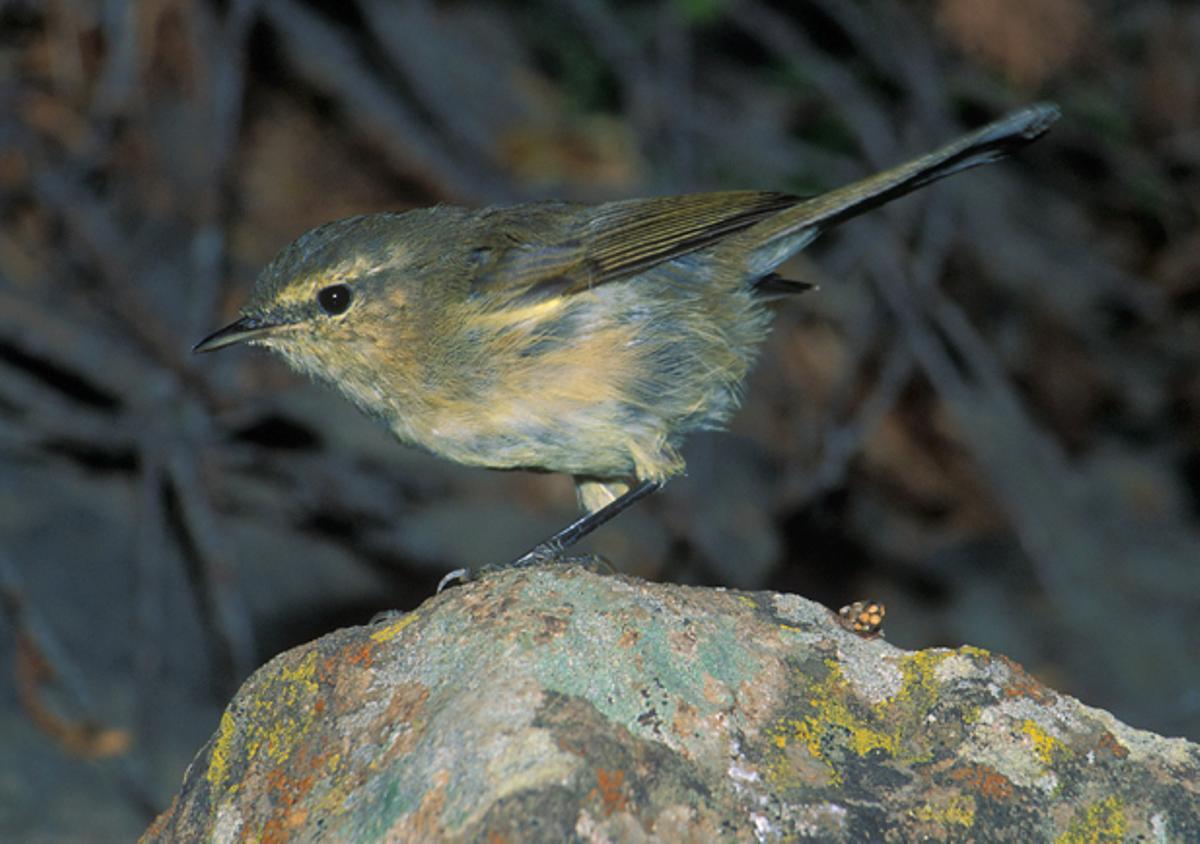 Mosquitero / reyezuelo de Tenerife