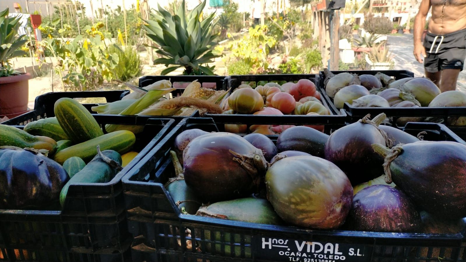 Algunos de los frutos recolectados por los internos en el huerto de la cárcel.