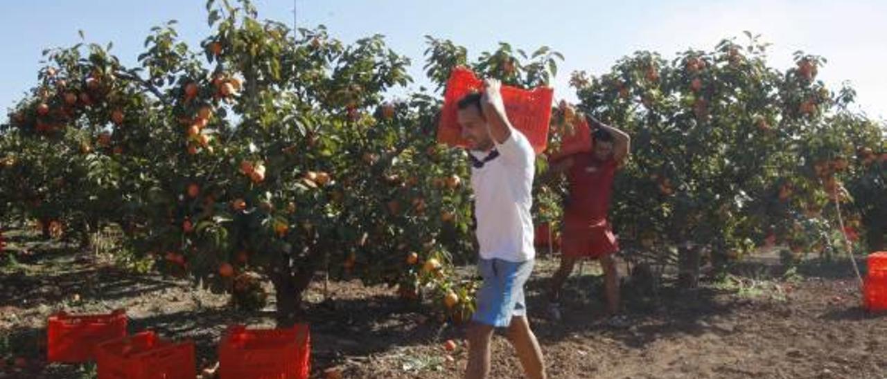 Los empleos más demandados son de peón agrícola e industrial y camarero