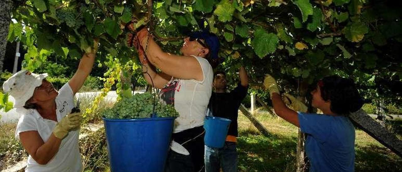 Los vendimiadores cuelgan los calderos para no golpear la uva. // I.A.