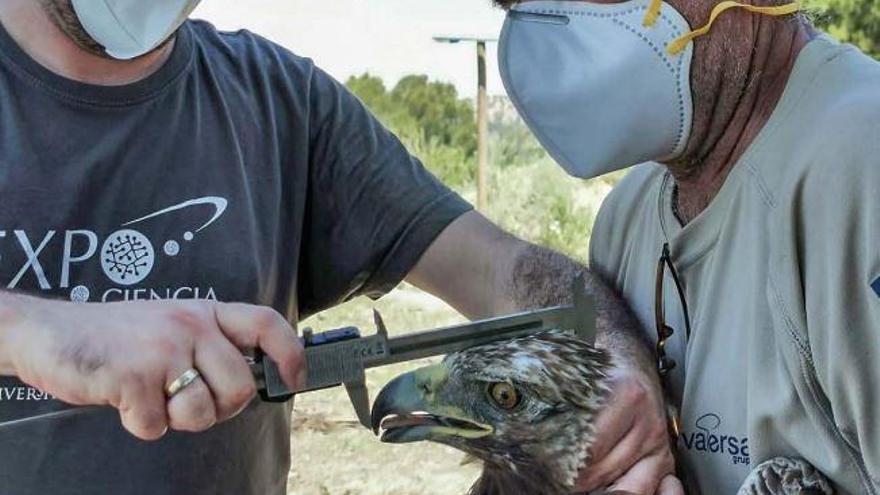 El Consell creará un Refugio de Fauna en Ayora para asentar el águila  imperial - Levante-EMV