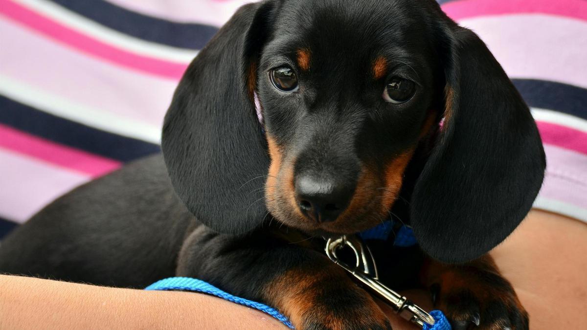 Un cachorro de dachshund.