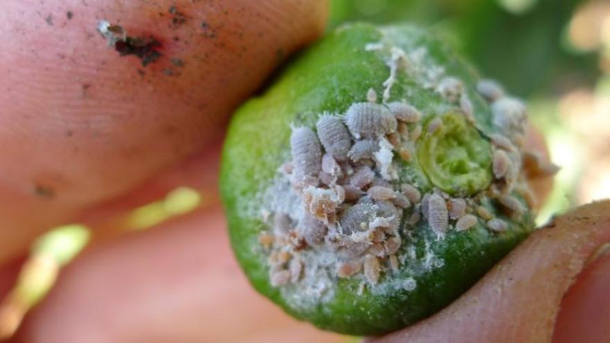 Bruselas prohíbe un pesticida básico en la lucha contra una plaga de Sudáfrica en los cítricos