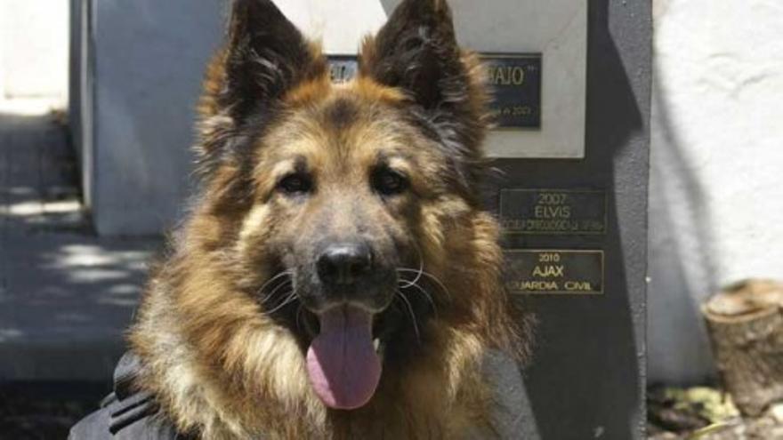 Ajax, un perro con medalla