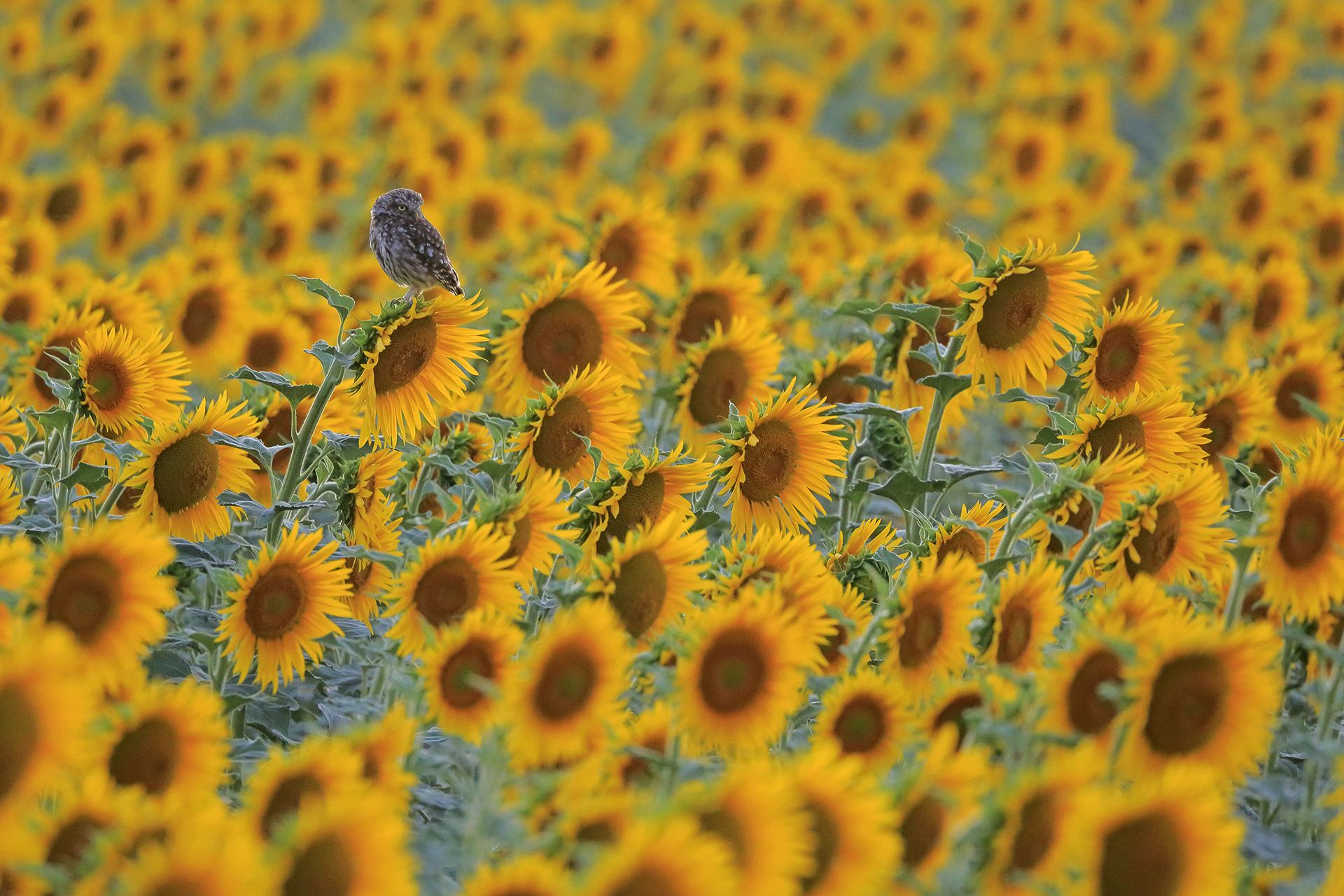 ENTRE GIRASOLES - Andrés Luis Domínguez Blanco (España) - Mención de Honor: Concursante Novel (menores de 19 años de edad)