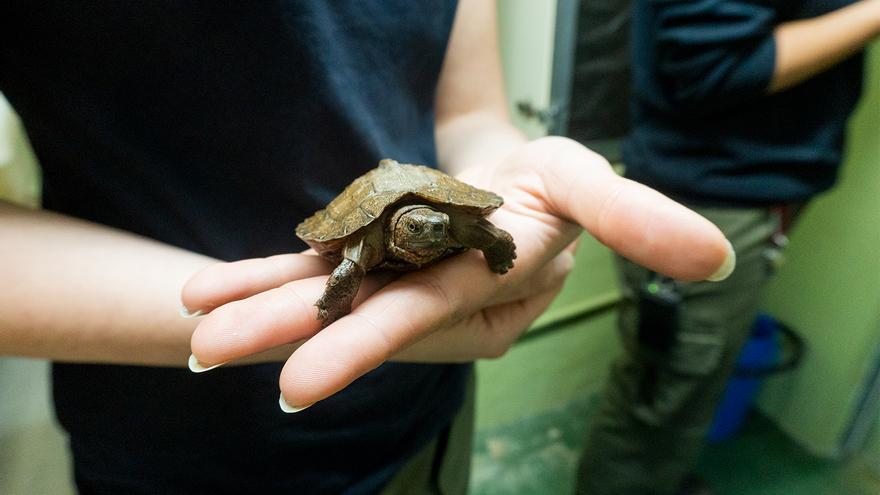 Nacen en Bioparc Fuengirola dos tortugas de una especie en grave peligro de extinción