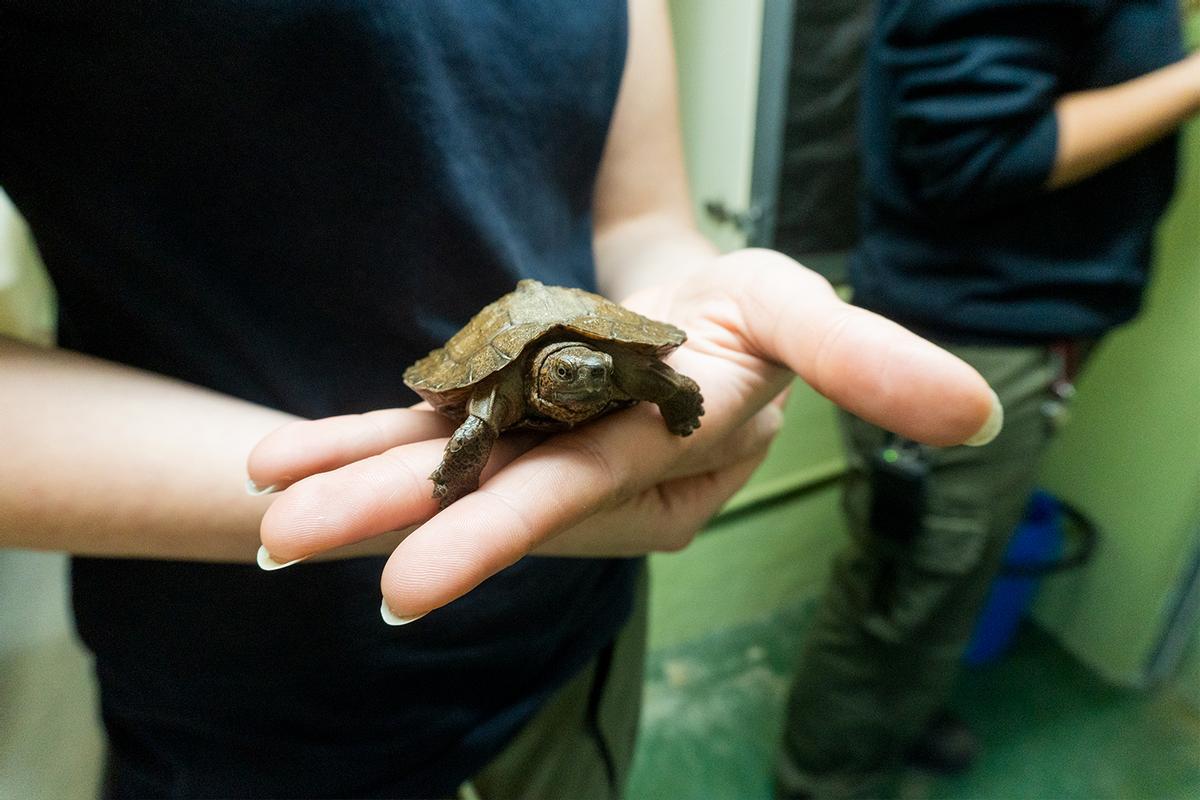 Crías de la tortuga palustre asiática, en Bioparc.