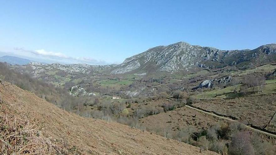 Laviana recuperará 30 hectáreas de zonas de pastos en el monte Carrio