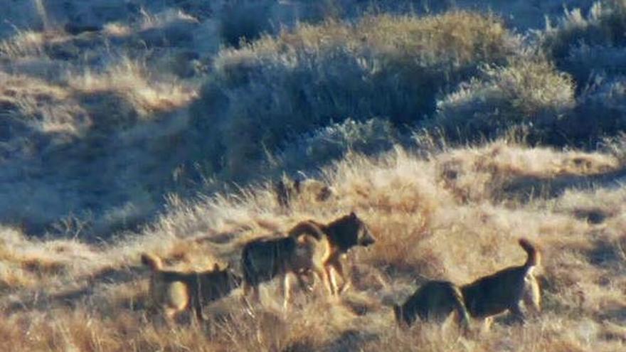 Manada de lobos en la zona de Manzanal de Arriba próxima a donde mataron a las reses de vacuno.