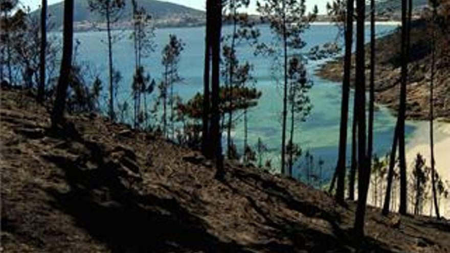 España es el segundo país de la Unión Europea con más hectáreas de bosques