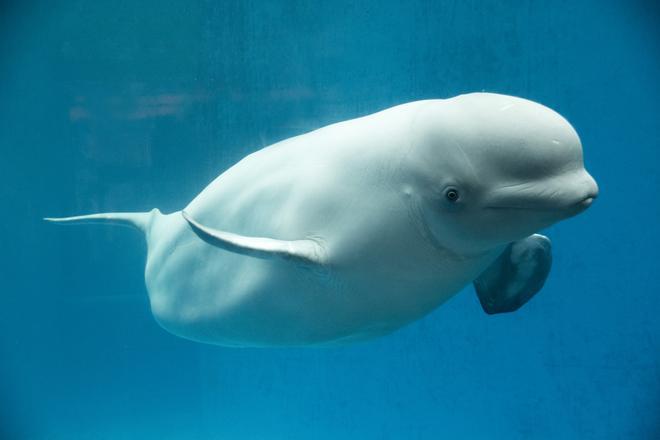 Esta ballena blanca es lo más cuqui que verás hoy.