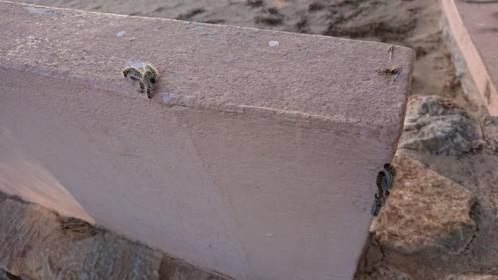 Las orugas campas a sus anchas por las zonas de juegos infantiles del parque municipal del Molino del Agua en Torrevieja