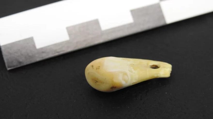 Diente de ciervo perforado descubierto en la cueva Denisova en el sur de Siberia que produjo ADN humano antiguo.