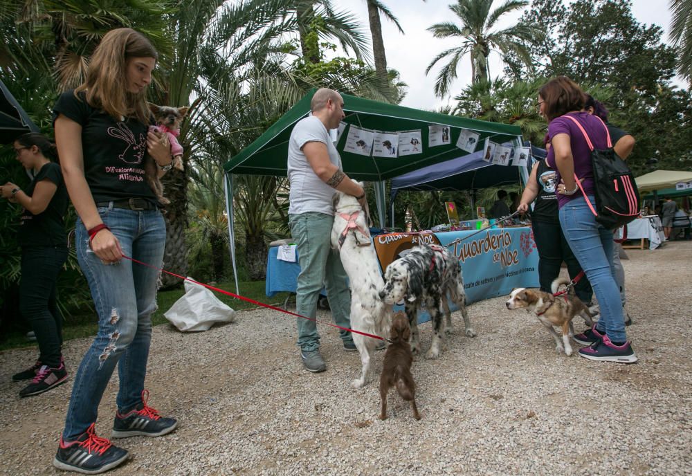 Feria de la adopción de mascotas en Elche