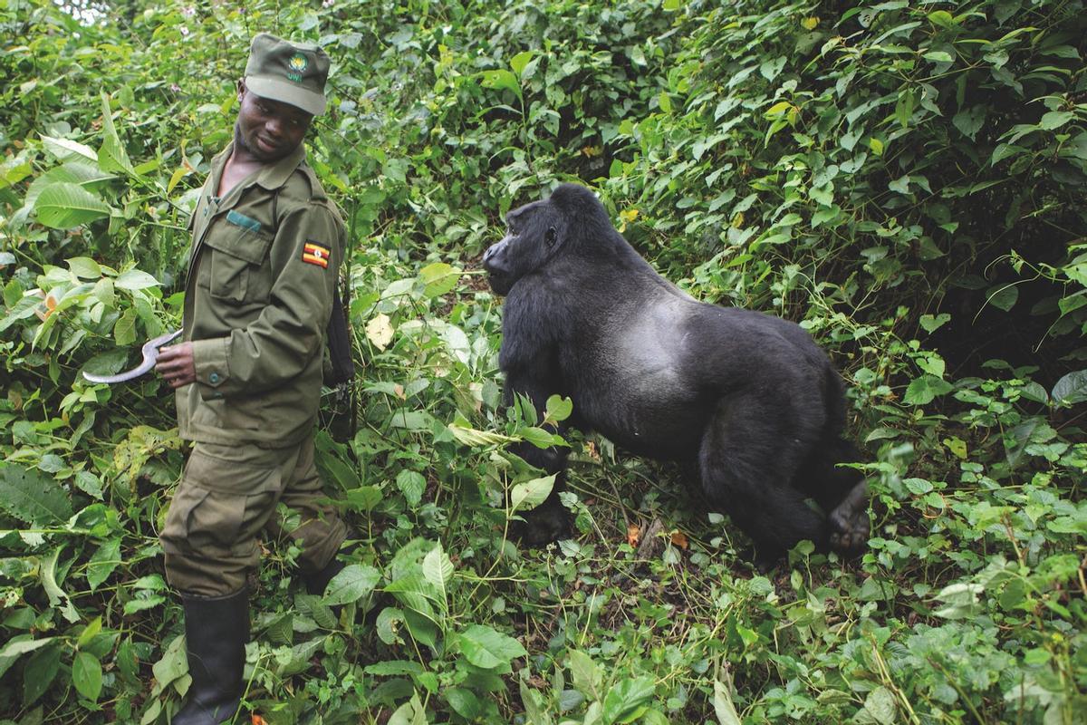 Gorila de montaña en el Bosque Impenetrable Bwindi, Uganda
