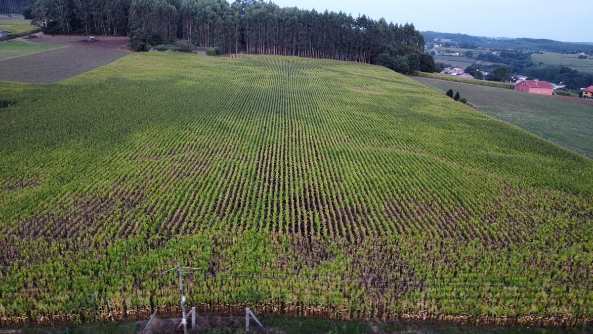 Finca de maíz en Frades