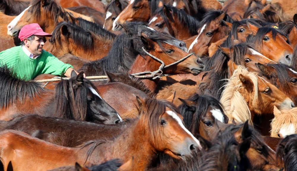 Los ganaderos sanean 300 caballos ante un millar de personas en el primer curro del año en Oia