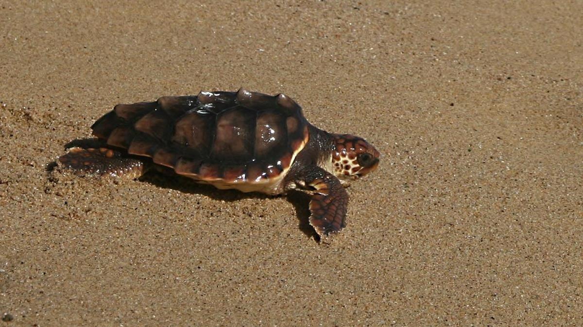 zentauroepp7194655 28 10 2007 premia de mar  el cramc libera unas tortugas  en 180930122943