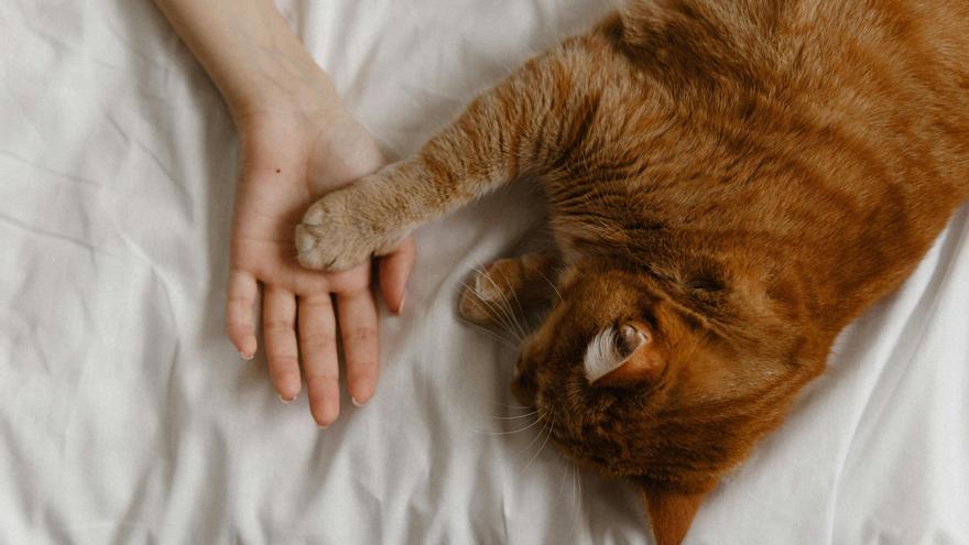 Estas son las razones por las que tu gato quiere dormir contigo