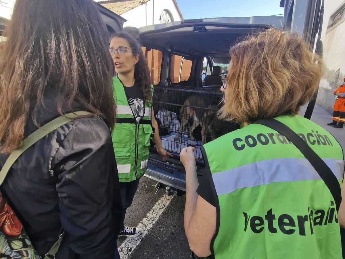 La labor del veterinario va mucho más allá de la consulta clínica o el cuidado de los animales de granja. | ED