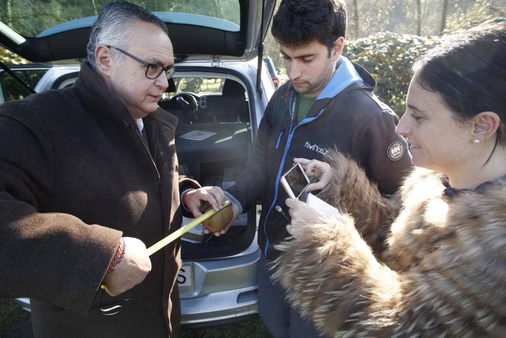 La recogida del kiwi en Pravia