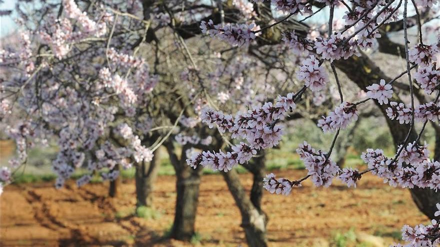 Aumentan las plantaciones de almendro en Extremadura por la difícil situación del cereal