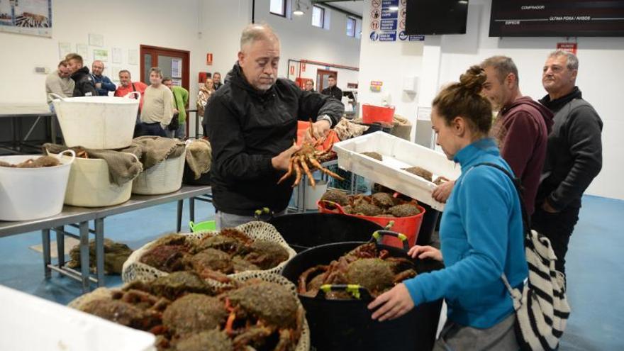 En Cangas se subastaron unos 600 kilos de centolla en el primer día. |   // G.NÚÑEZ