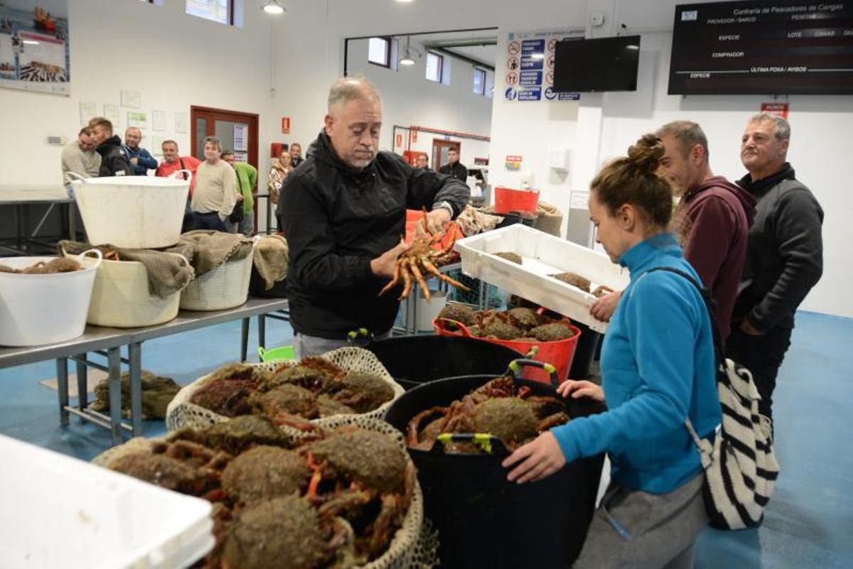 En Cangas se subastaron unos 600 kilos de centolla en el primer día. | // G.NÚÑEZ