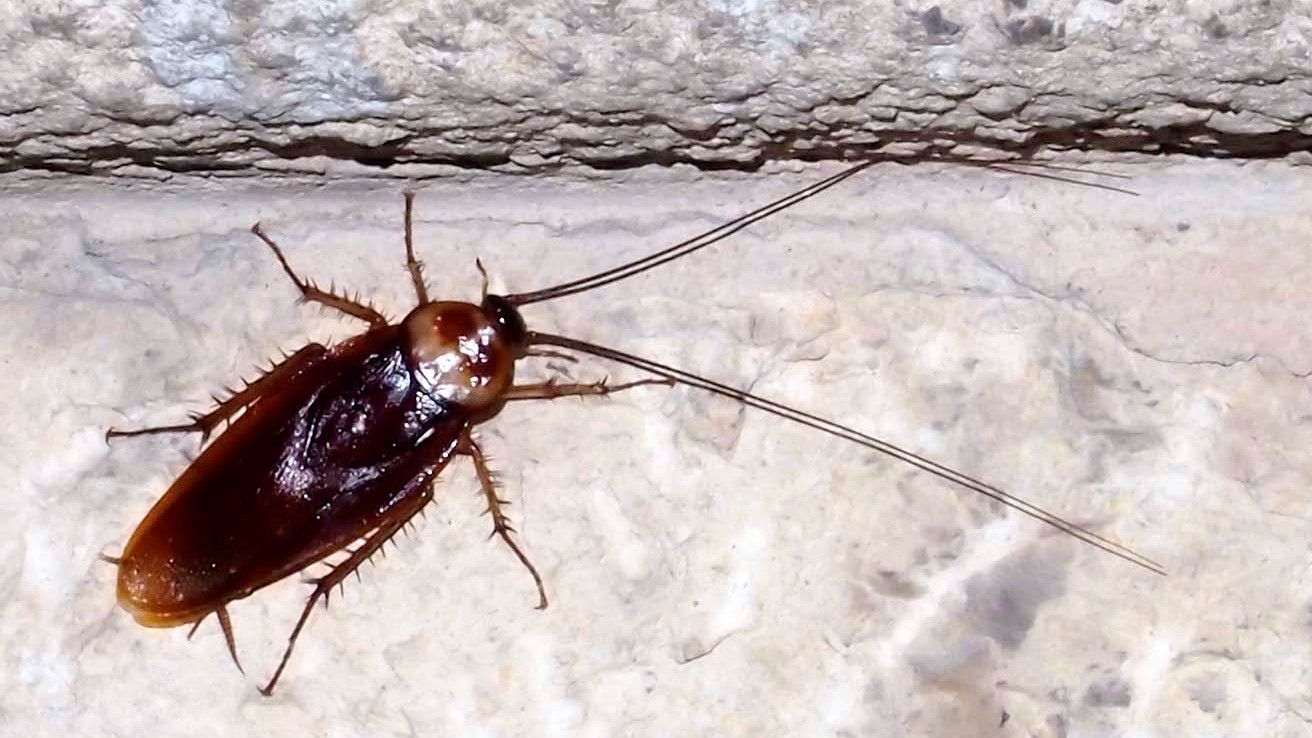 Una cucaracha en Tarragona, en una imagen de archivo