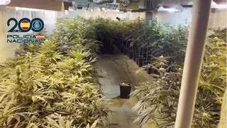 Diez detenidos en una operación antidroga en Manacor