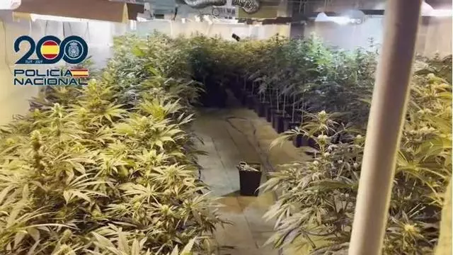 Diez detenidos en una operación antidroga en Manacor