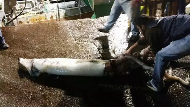 Capturen un calamar gegant de 150 kg