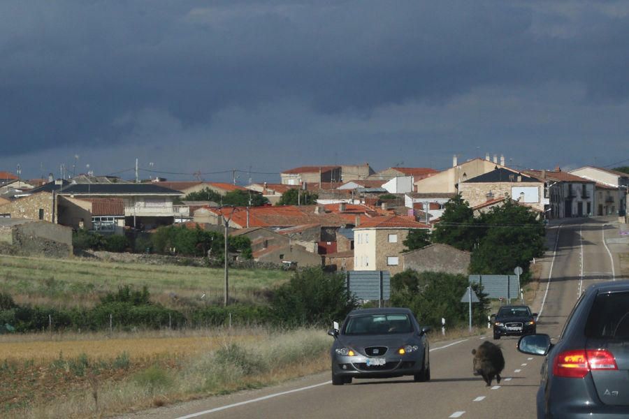 Un jabalí por la carretera de Pereruela