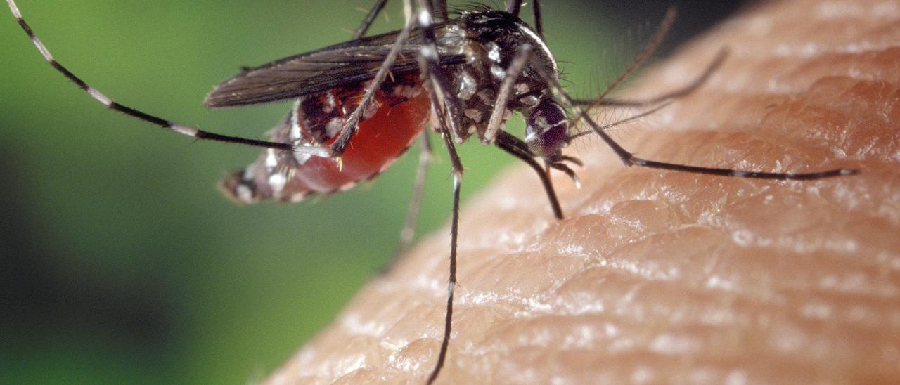 Siete remedios caseros para ahuyentar a los mosquitos de casa