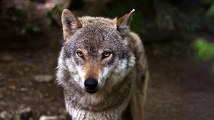 Un lobo ibérico fotografiado en el Principado de Asturias