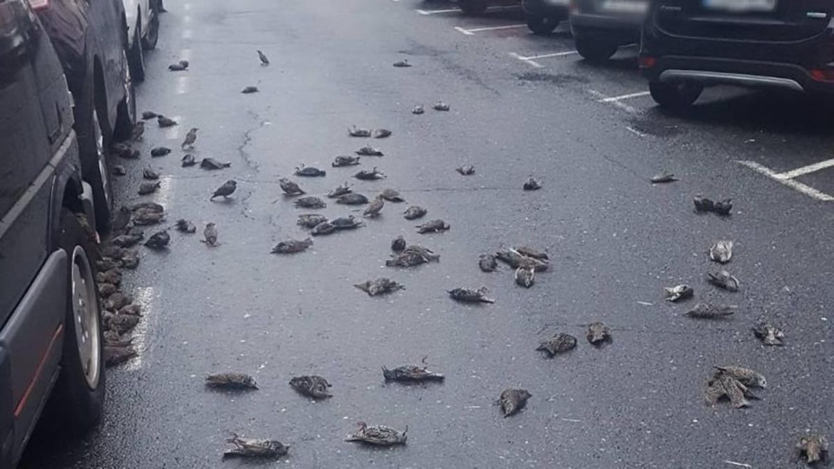 El vídeo de los 150 estorninos que mueren en pleno vuelo en Ferrol